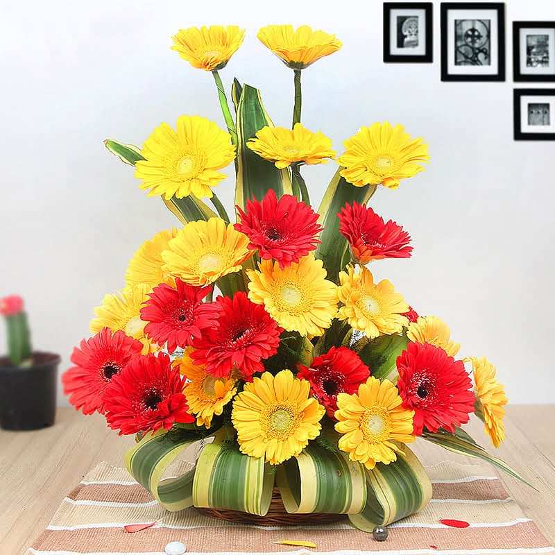 Vivid Gerberas