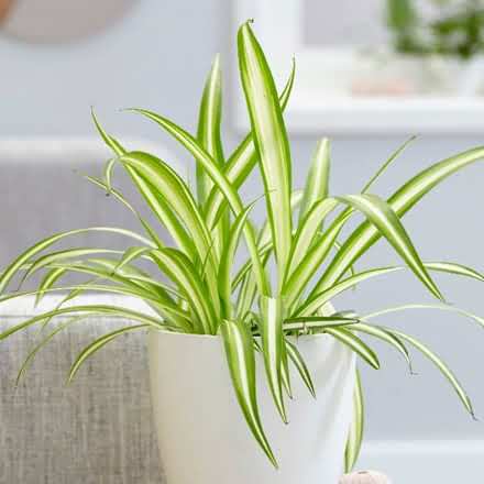 Spider Plant Chlorophytum Comossum